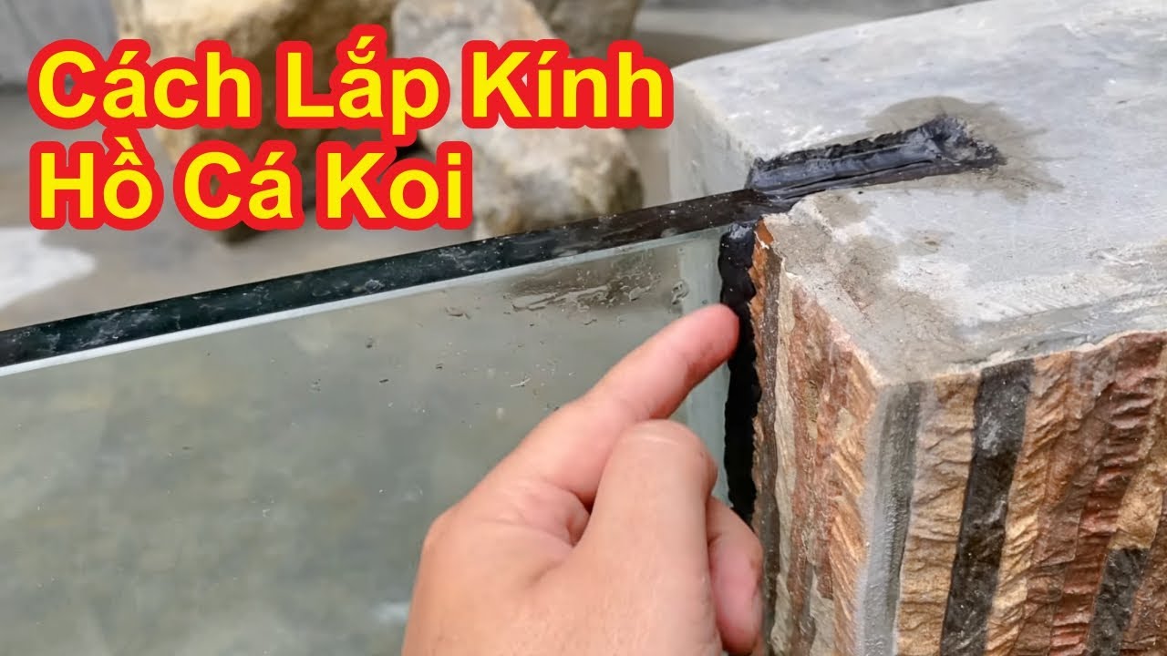 Bí Kíp Nuôi Cá Koi Bướm Đuôi Dài Hoàn Hảo