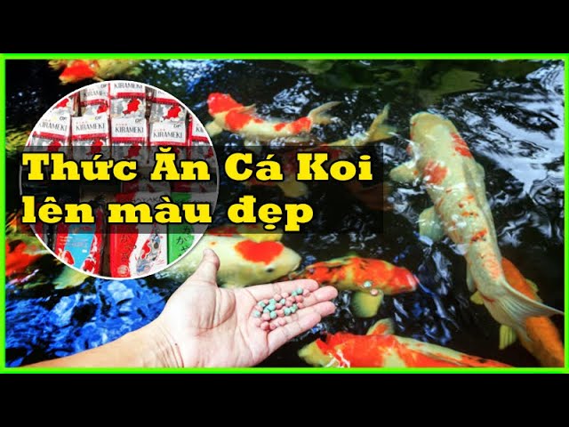 Bí Kíp Nuôi Cá Koi Lên Màu Hoàn Hảo