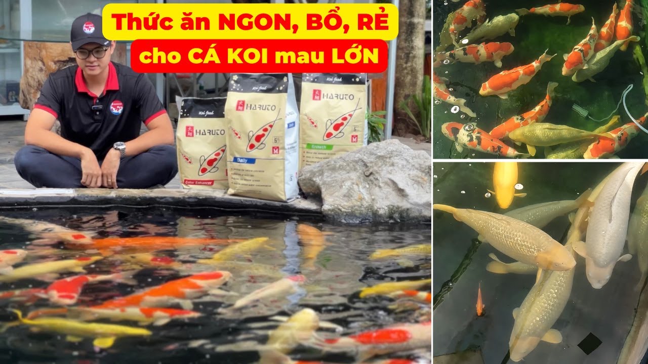 Bí mật cho cá Koi mau lớn: Chọn thức ăn và chăm sóc đúng cách