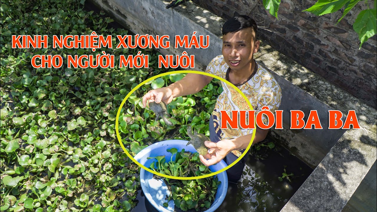 Bí quyết nuôi ba ba thịt ngon: Chế độ dinh dưỡng hoàn hảo