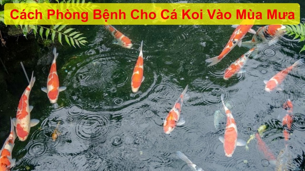 Bí Quyết Phòng Bệnh Cho Cá Koi: Từ Môi Trường Đến Dinh Dưỡng