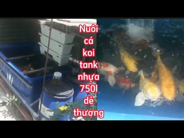 Bộ Lọc Va Lang Cho Tank Nuôi Cá Koi: Hướng Dẫn Chọn Lựa Và Sử Dụng