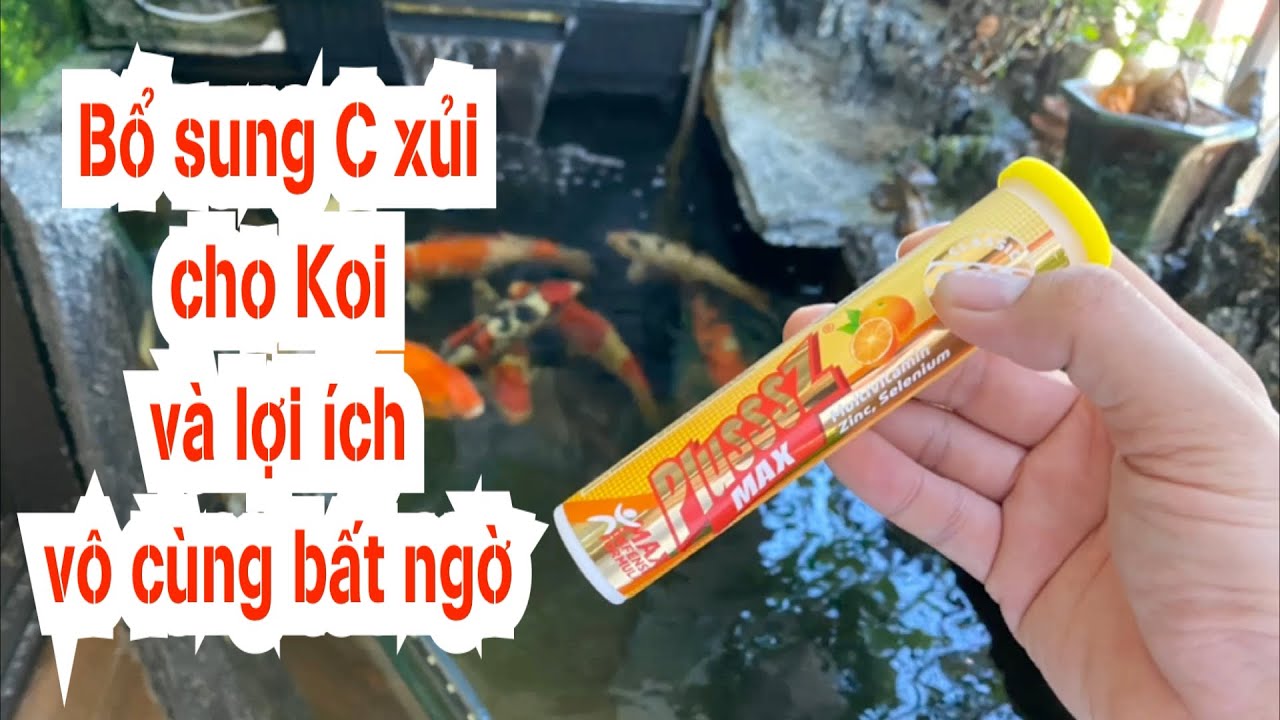 Bổ sung Vitamin C cho Cá Koi: Hướng dẫn chi tiết và hiệu quả