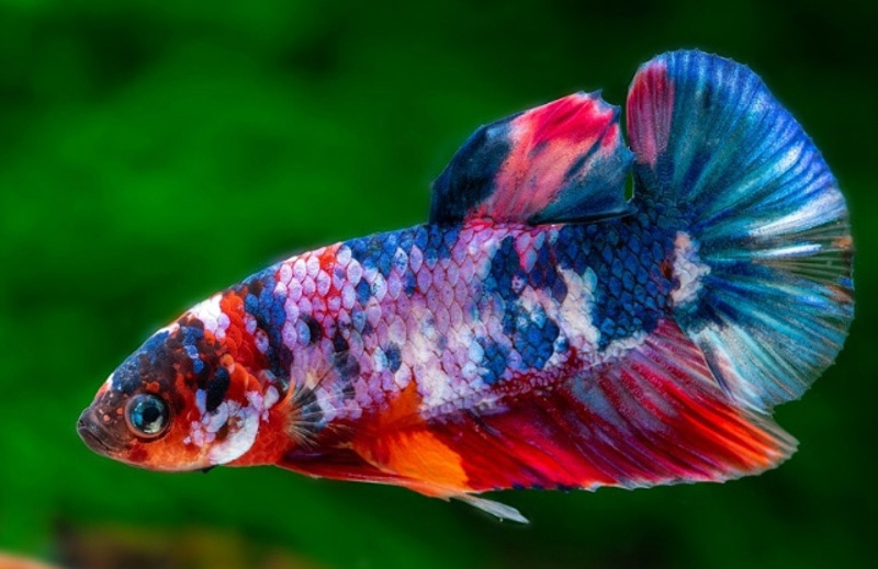 ca betta koi 1