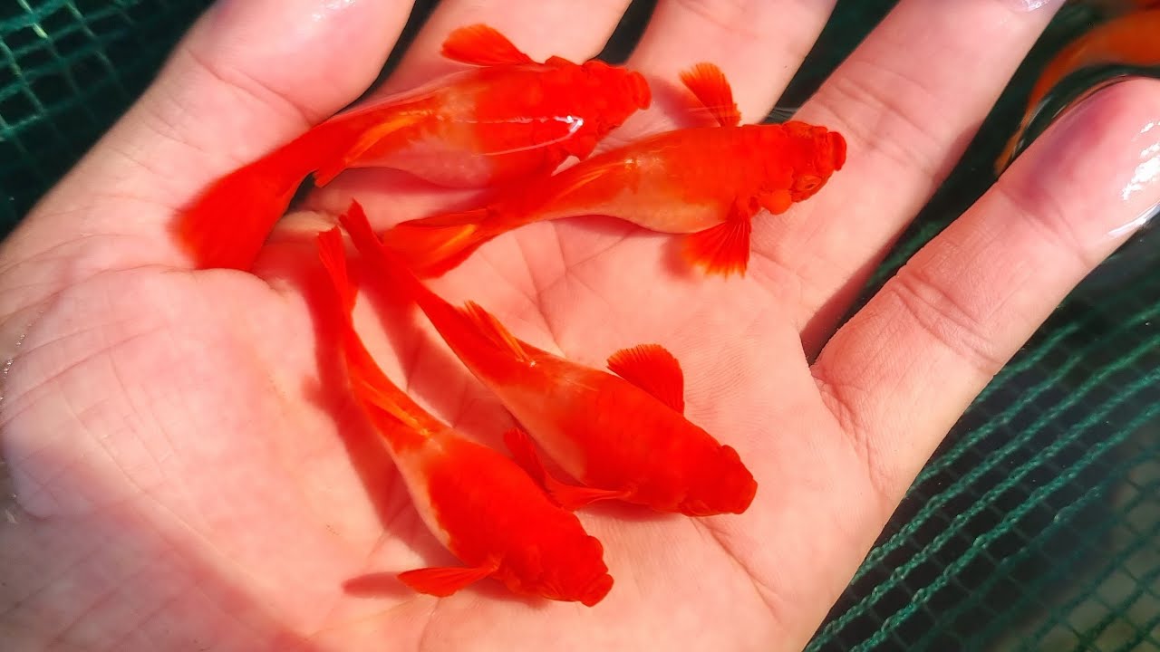 Cá Cảnh Guppy Koi: Chọn Trung Tâm, Nuôi & Giao Lưu