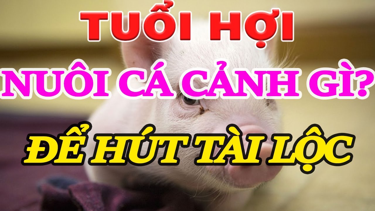 Cá Chép Koi Hợp Tuổi Hợi: Bí Mật Phong Thủy & May Mắn