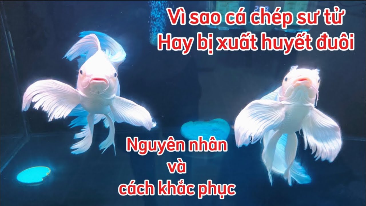 Cá Chép Koi Xuất Huyết: Nguyên Nhân & Cách Điều Trị