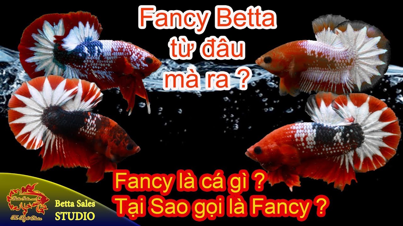 Cá Fancy & Koi: So Sánh Giá Cả & Loại Cá Nào Đắt Hơn?