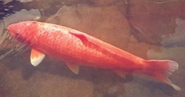 ca koi 172421888255734189497 43 0 357 600 crop 17242189003241039767538