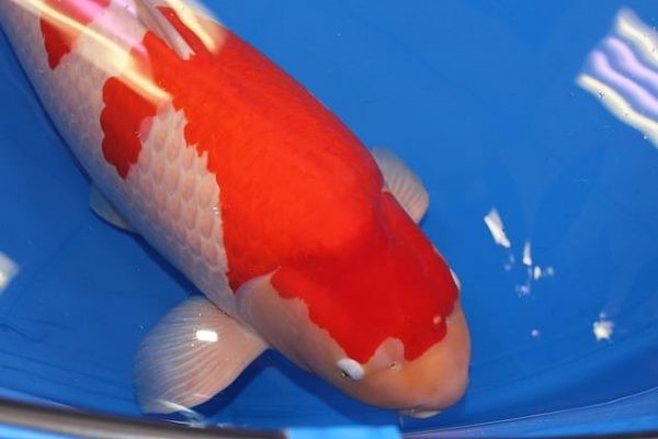 ca koi 600x400 550