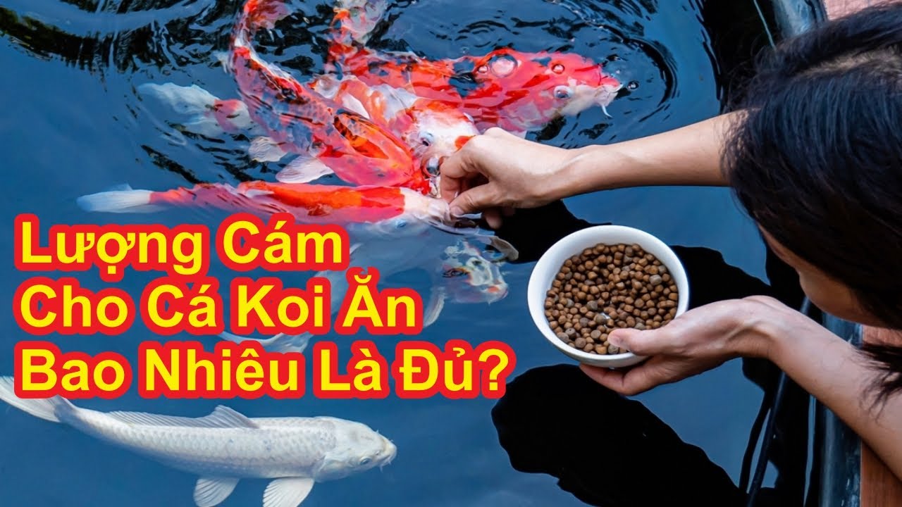 Cá Koi Ăn Bao Nhiêu Là Ổn? Hướng Dẫn Cho Ăn Chuẩn