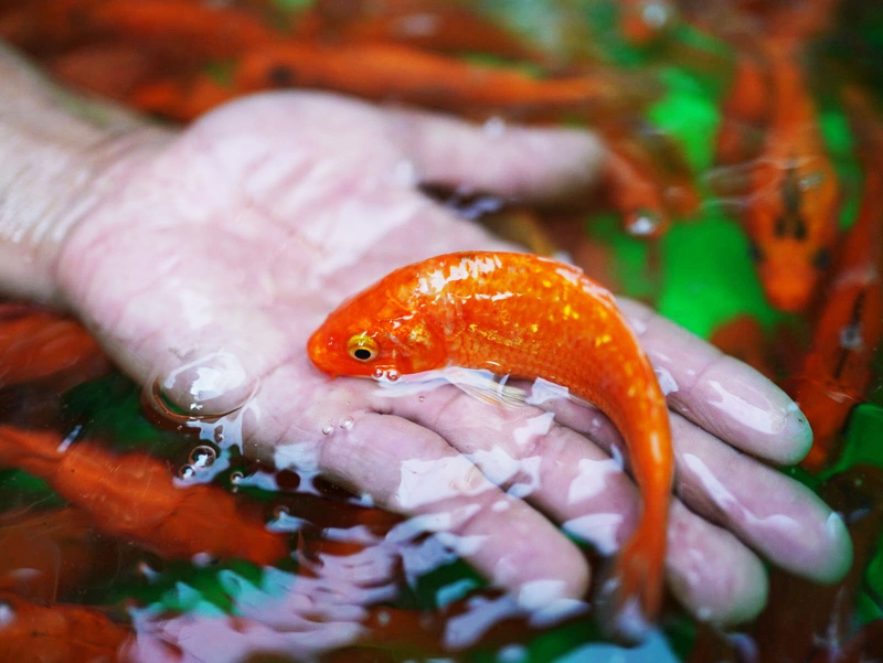 ca koi an duoc khong