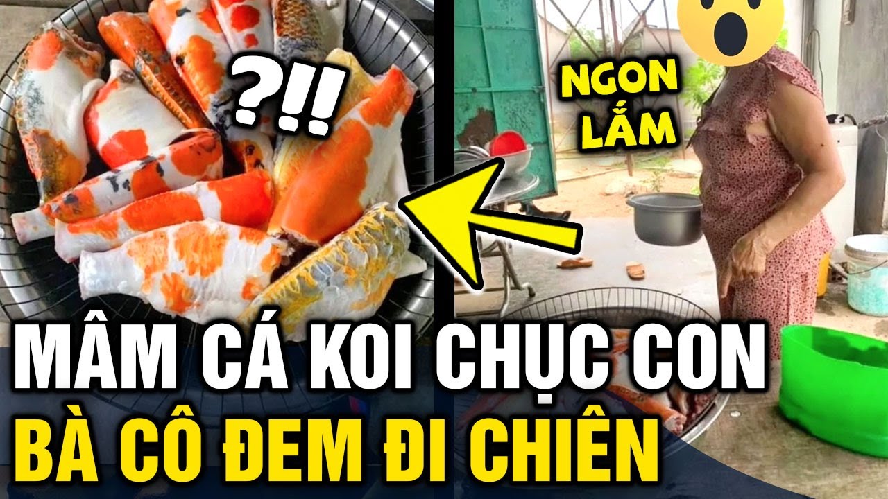 Cá Koi Ăn Thịt Cá Con Không? Hướng Dẫn Bảo Vệ Cá Con