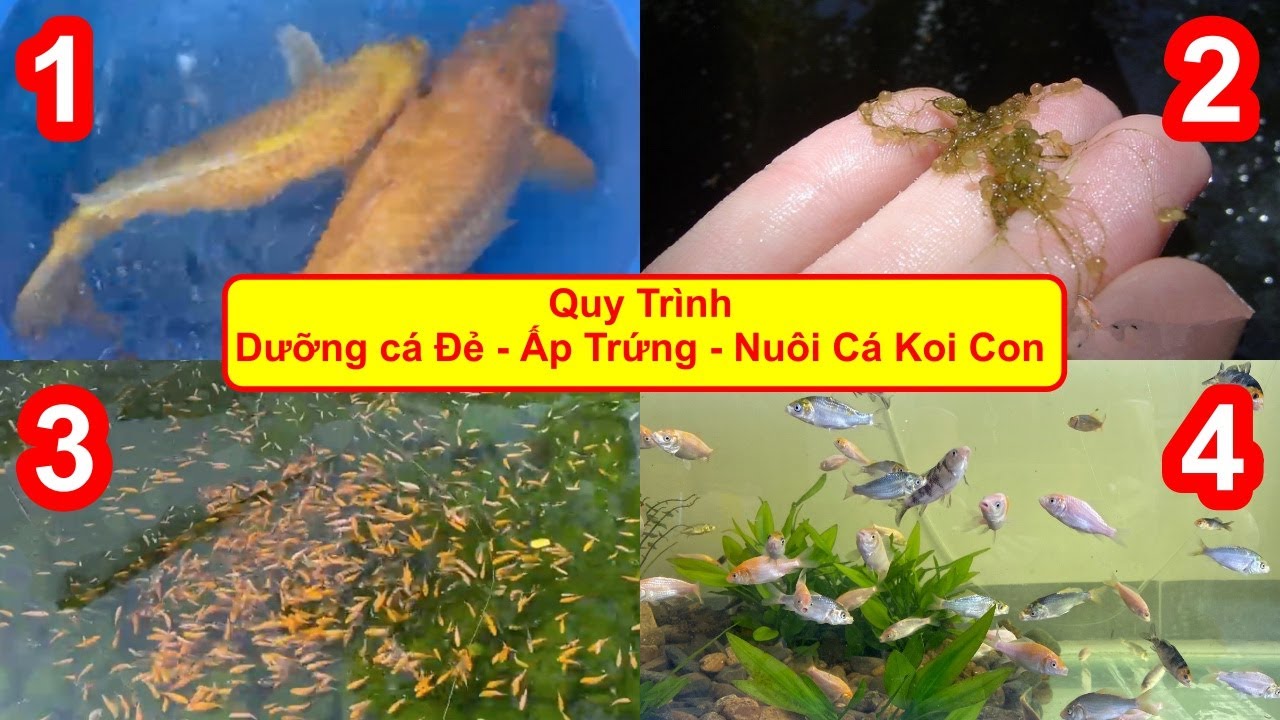 Cá Koi Bao Lâu Thì Đẻ: Bí Quyết Nuôi Cá Koi Sinh Sản