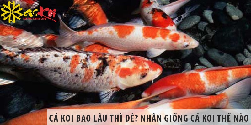 ca koi bao lau thi de nhan giong ca koi the nao