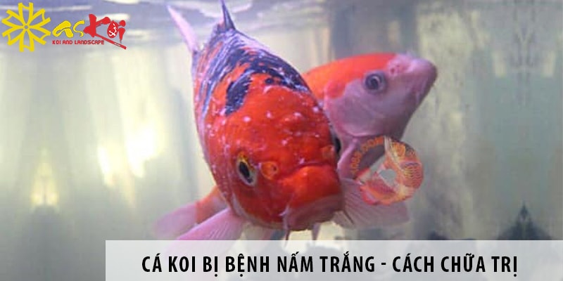 ca koi bi benh nam trang cach chua tri dut diem