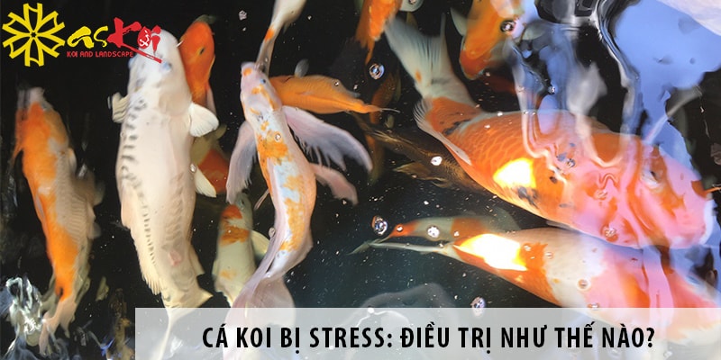 ca koi bi stress dieu tri nhu the nao cho hieu qua