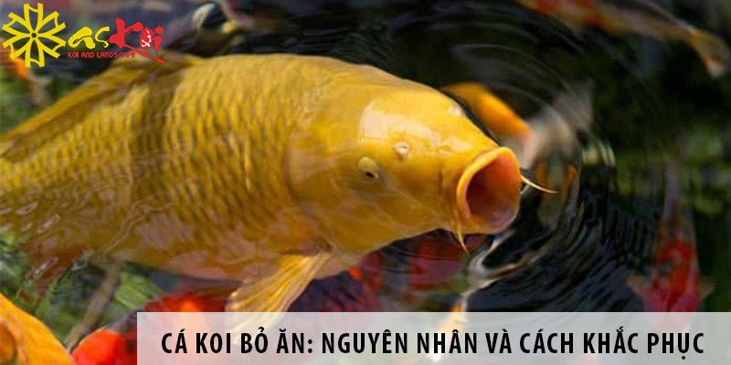 ca koi bo an nguyen nhan va cach khac phuc