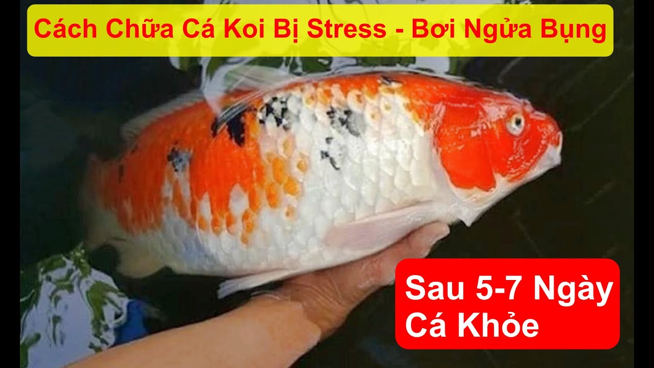 Cá Koi Bơi Chúi Đầu: Nguyên Nhân & Cách Khắc Phục