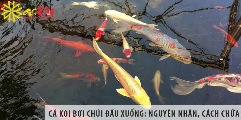 ca koi boi chui dau xuong nguyen nhan cach chua