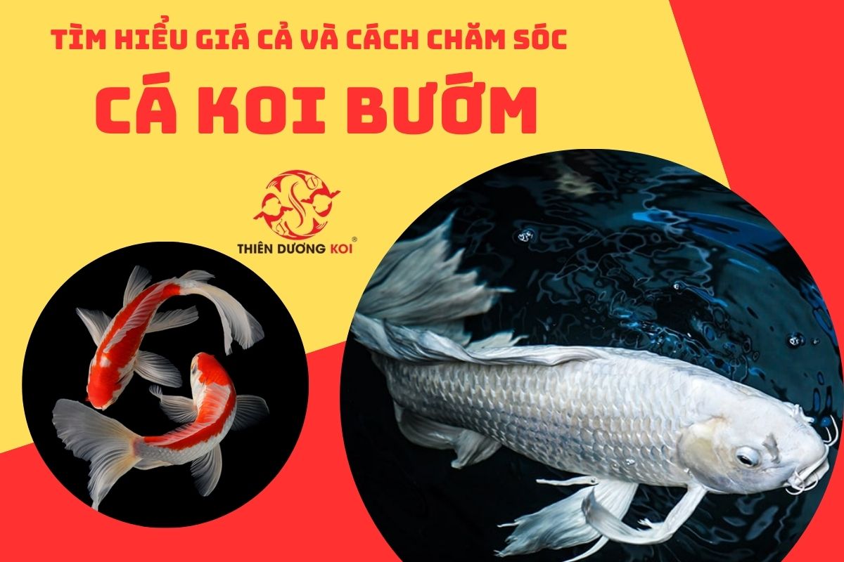 ca koi buom