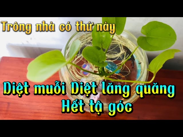 Cá Koi Có Ăn Bọ Gậy Không? Hướng Dẫn Chăm Sóc Cá Koi