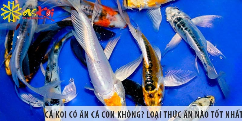 ca koi co an ca con khong