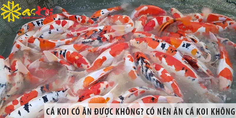 ca koi co an duoc khong