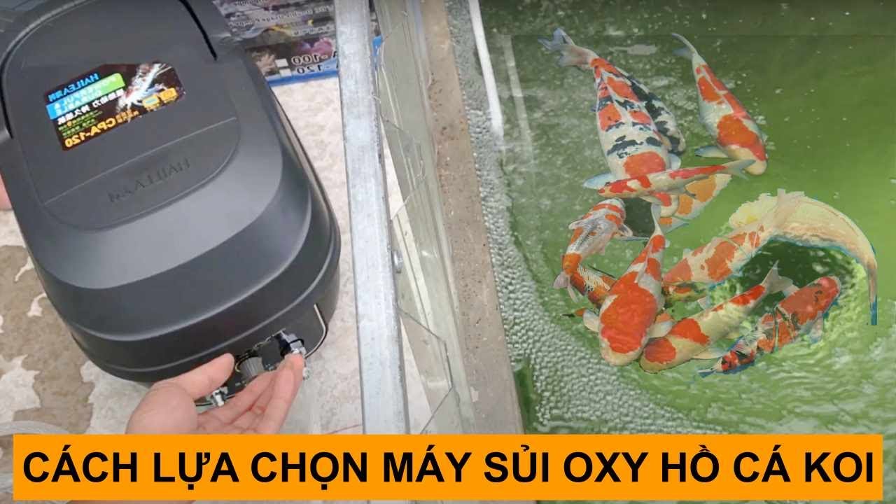 Cá Koi Có Cần Máy Sủi Khí? Lợi Ích, Cách Chọn & Lưu Ý