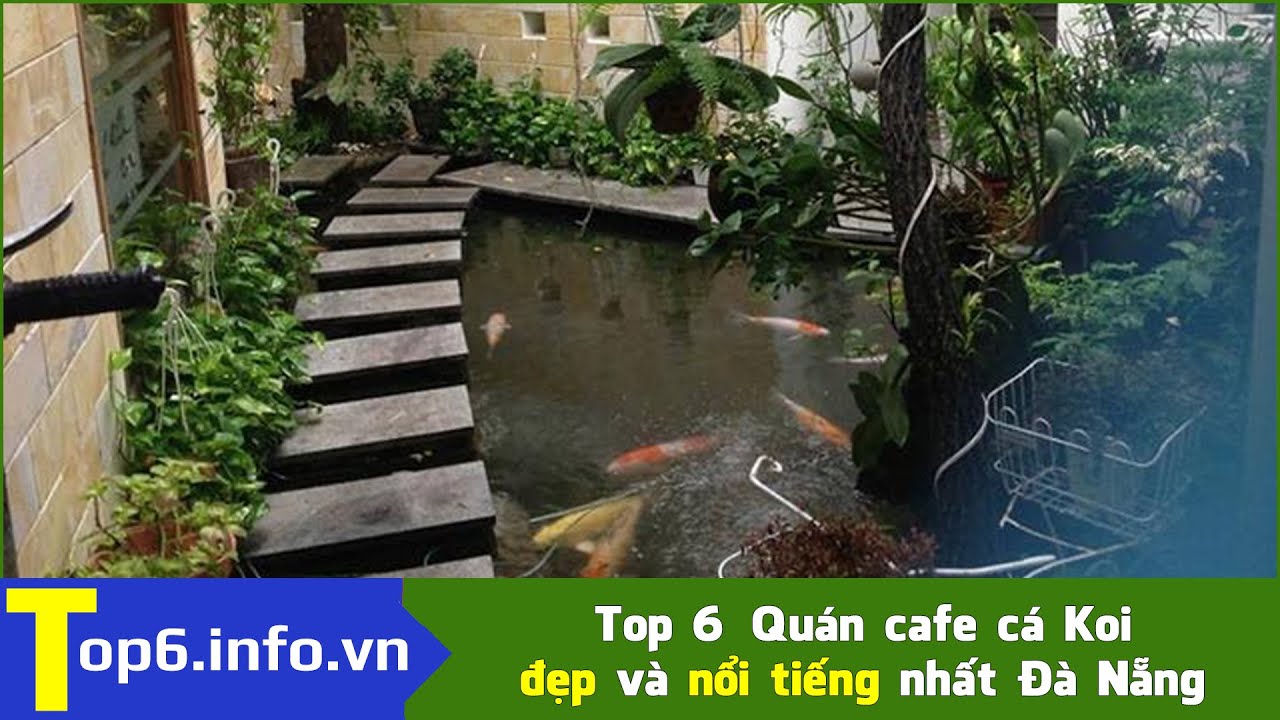 Cá Koi Đà Nẵng: Chọn Cá Koi Đẹp, Chất Lượng Cao