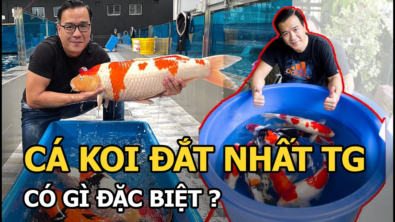 Cá Koi Đắt Nhất Thế Giới Chết: Bí Ẩn Vẫn Chưa Được Giải Mã