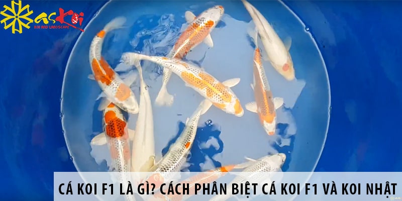 ca koi f1 la gi phan biet ca koi f1 va koi nhat