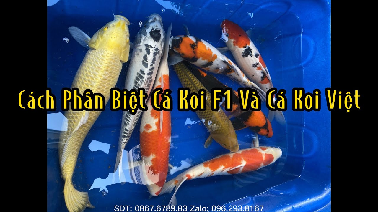 Cá Koi F1: Nên Nuôi Hay Không? Ưu & Nhược Điểm