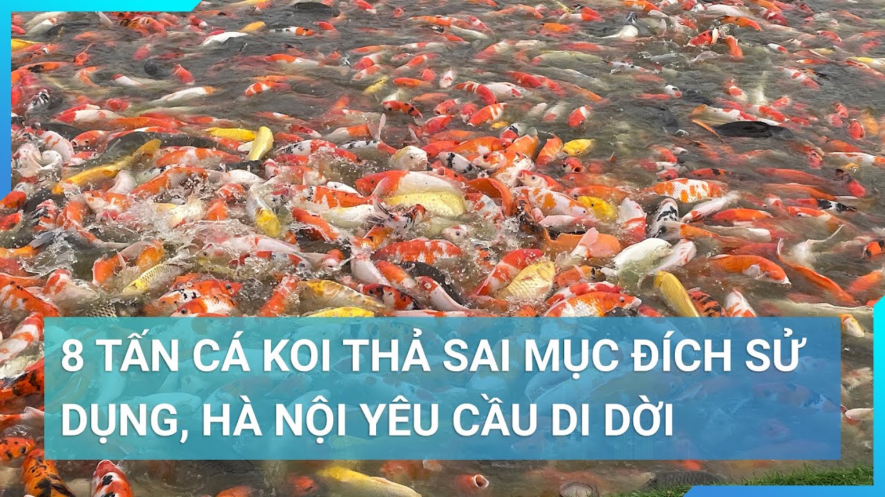 Cá Koi Hà Nội: Chọn Mua & Nuôi Cá Koi Chất Lượng