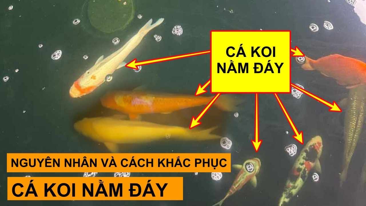 Cá Koi Khép Vây Nằm Đáy: Nguyên Nhân & Cách Khắc Phục