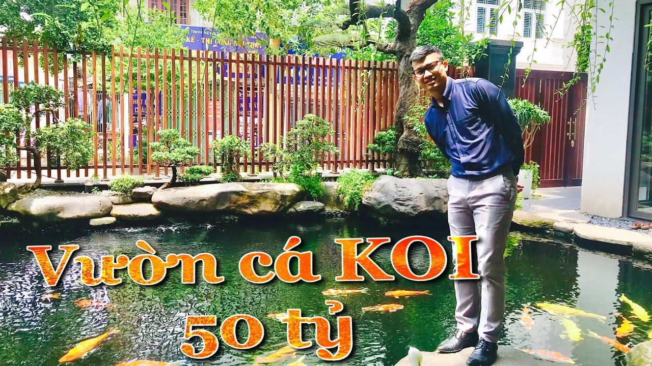 Cá Koi Lớn Nhất Việt Nam: Kỷ Lục Phi Thường