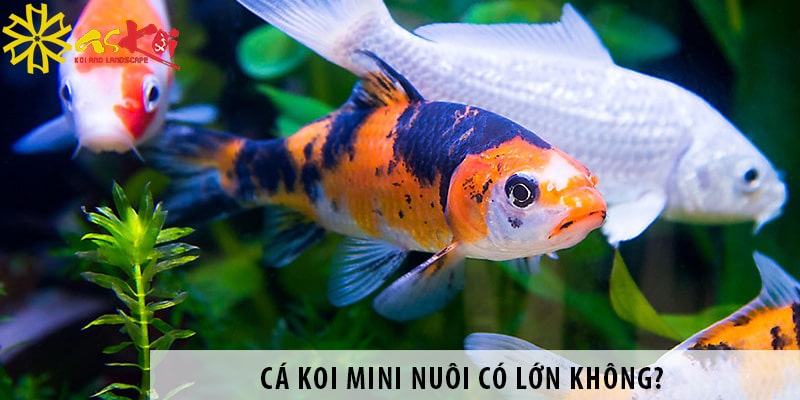 ca koi mini nuoi co lon khong