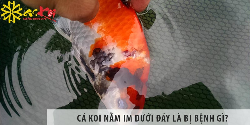 ca koi nam im duoi day la bi benh gi