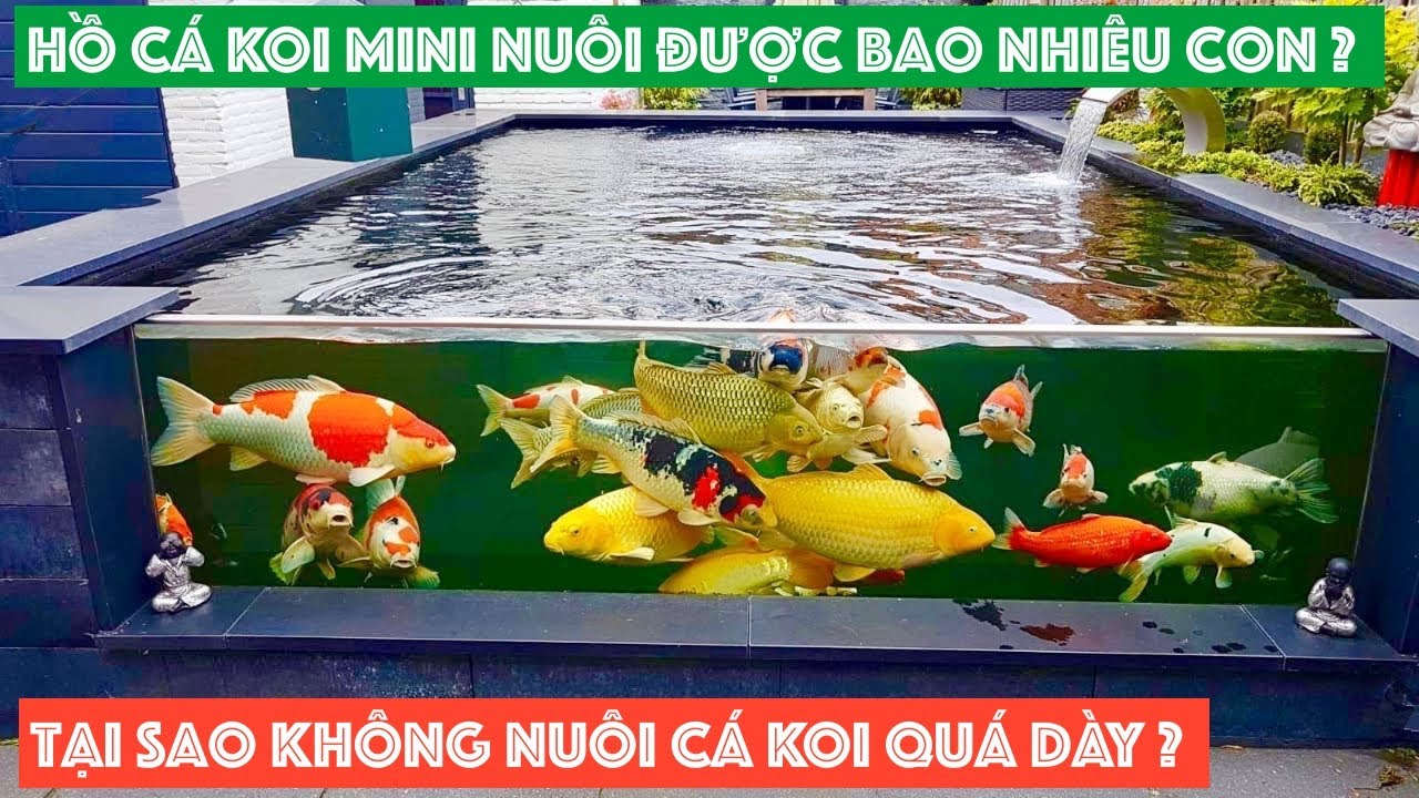 Cá Koi Nên Nuôi Mấy Con? Hướng Dẫn Chọn Số Lượng Phù Hợp