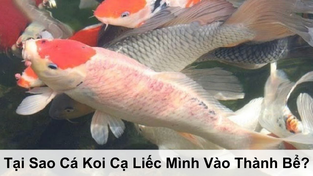 Cá Koi Ngứa Mình: Nguyên Nhân, Cách Xác Định & Trị Liệu