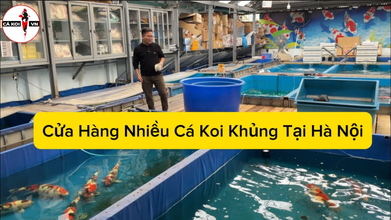 Cá Koi Nhập Khẩu Hà Nội: Bí Quyết Chọn Cá Koi Chất Lượng