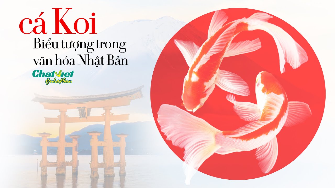 Cá Koi Nhật Bản: Ý Nghĩa Tâm Linh & Biểu Tượng Văn Hóa