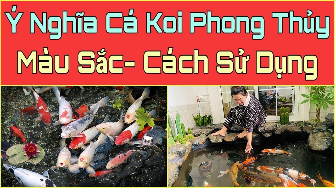 Cá Koi phong thủy: Bí mật màu sắc và ý nghĩa