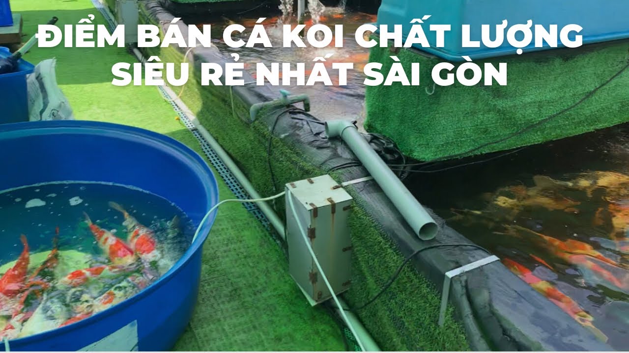 Cá Koi Sài Gòn: Nguồn Gốc, Loại Và Cách Chọn