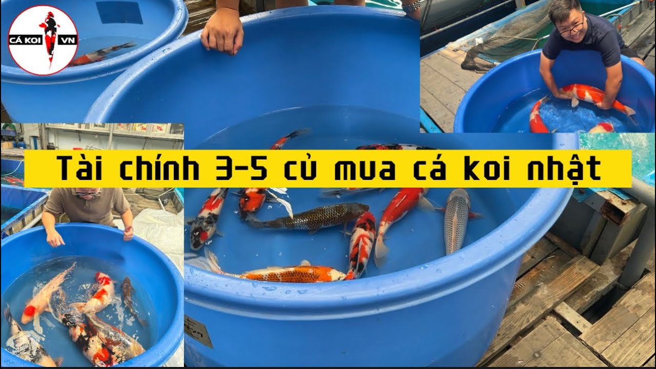 Cá Koi Size Mini Nhập Khẩu: Hướng Dẫn Chọn Mua & Chăm Sóc