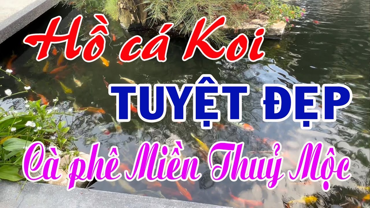 Cá Phê Thủy Mộc Cá Koi: Tăng Cường Tính Thẩm Mỹ Và May Mắn