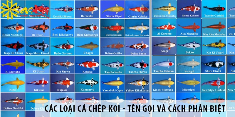 cac loai ca chep koi cach phan biet ten goi cac loai ca koi