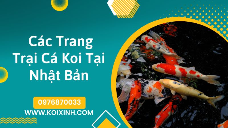 cac trang trai ca koi