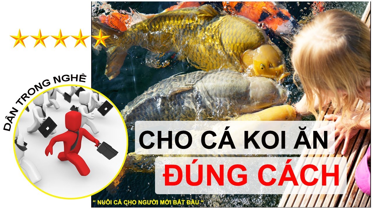 Cách Chế Biến Thức Ăn Cho Cá Koi: Hướng Dẫn Từ A-Z