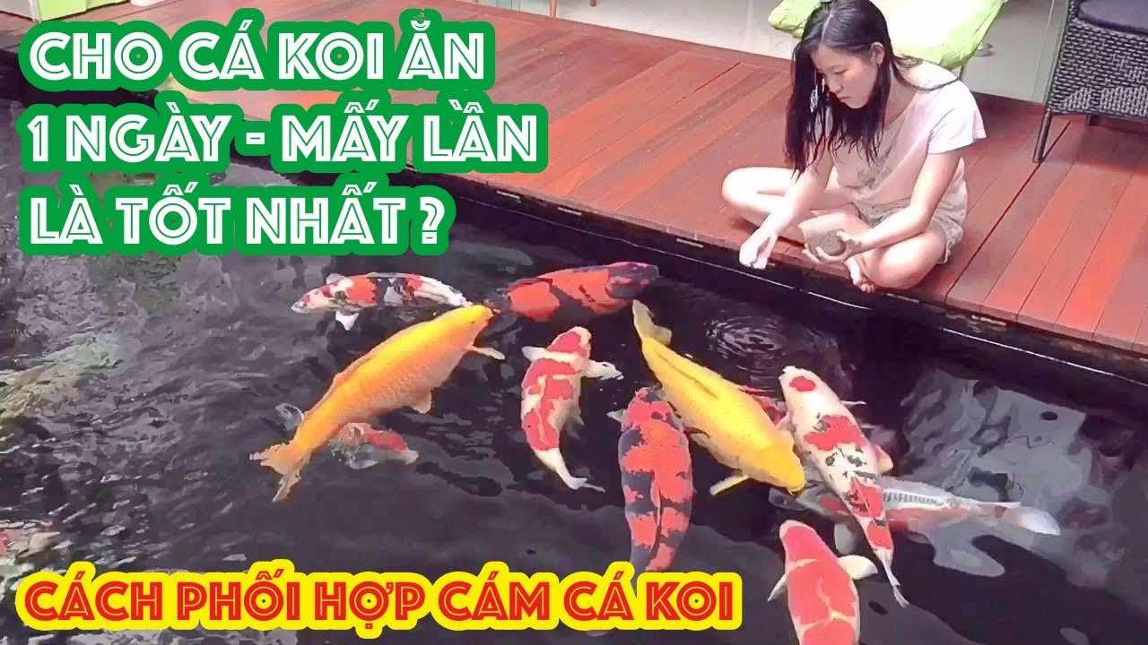 Cách cho cá Koi ăn cam: Hướng dẫn đầy đủ và an toàn